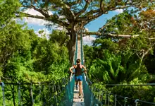 Bridge crossing in lush green forest with a person running on a suspension bridge.